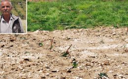Yok böyle vicdansızlık: Yüzlerce zeytin fidanını traktörle ezdiler